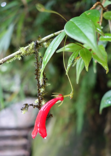 Aeschynanthus stenosepalus