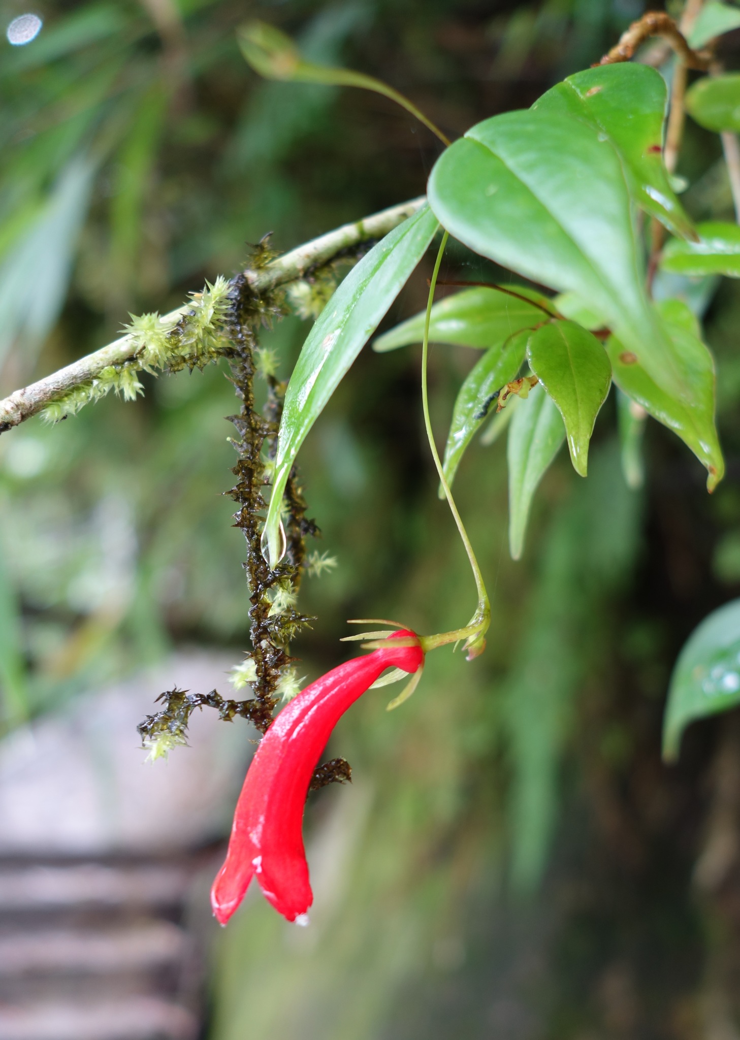 Aeschynanthus stenosepalus