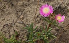 Lampranthus spectabilis