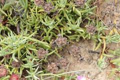 Lampranthus spectabilis