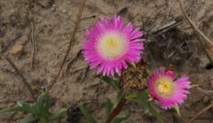 Lampranthus spectabilis