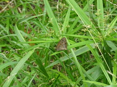 Cassionympha cassius