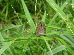 Cassionympha cassius