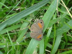 Cassionympha cassius