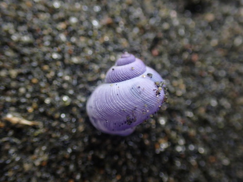 photo of Dwarf Violet Snail (Janthina exigua)