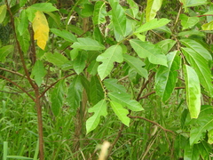 Ficus fraseri
