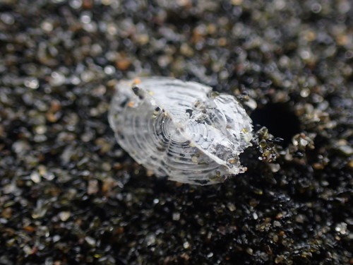 photo of By-the-wind Sailor (Velella velella)