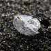 photo of By-the-wind Sailor (Velella velella)