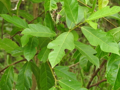 Ficus fraseri