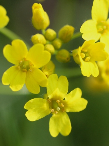 Siberian Whitlowgrass