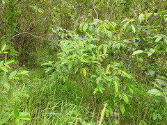 Ficus fraseri