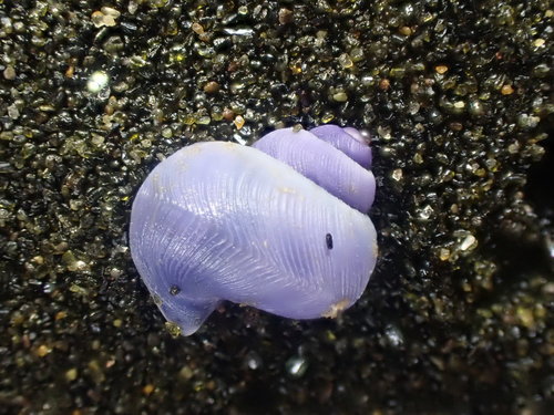 photo of Dwarf Violet Snail (Janthina exigua)