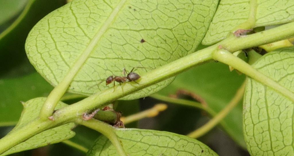 Anoplolepis rufescens