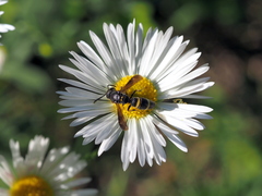 Stenodynerus xanthomelas