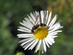 Stenodynerus xanthomelas