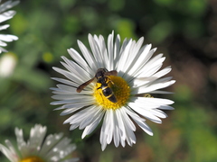 Stenodynerus xanthomelas