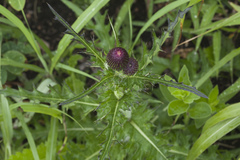 Cirsium maackii
