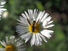 Stenodynerus xanthomelas