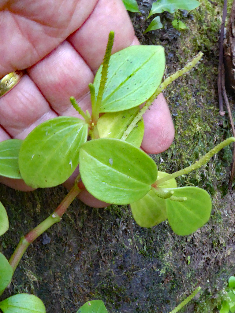 Peperomia pallida