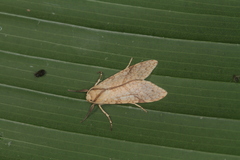 Lophocampa annulosa
