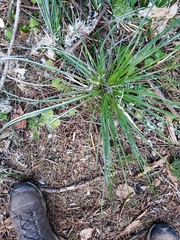 Xerophyllum tenax