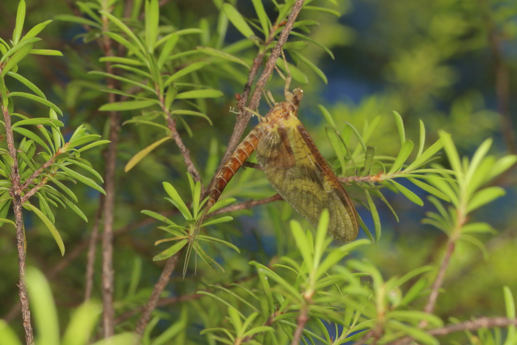 Ichthybotus bicolor