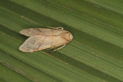 Lophocampa annulosa