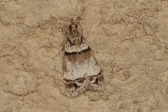 Eudonia choristis