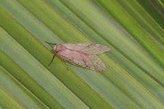 Lophocampa annulosa
