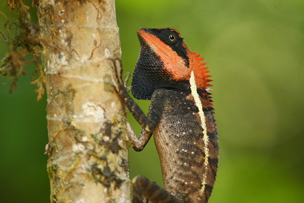 forest garden lizard (Calotes emma)