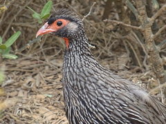 Pternistis afer castaneiventer
