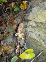 Orostachys maximowiczii