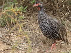Pternistis afer castaneiventer