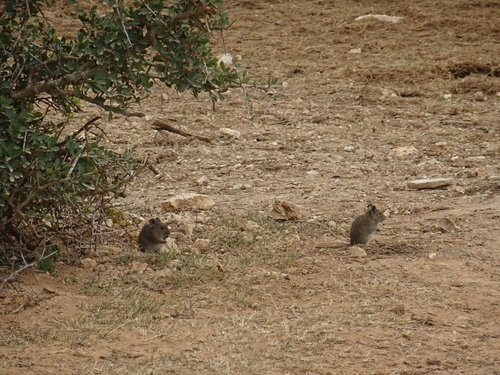 Bush Karroo Rat
