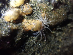 Anthopleura minima