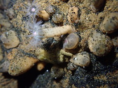 Anthopleura minima