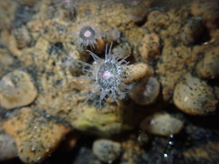 Anthopleura minima
