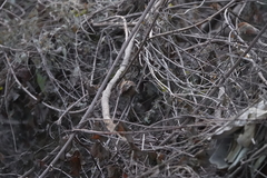 Sinosuthora webbiana