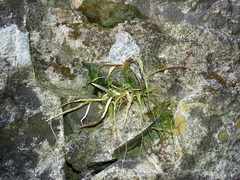 Asplenium ruprechtii