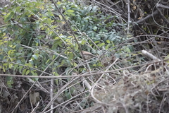 Sinosuthora webbiana