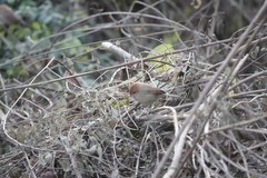 Sinosuthora webbiana