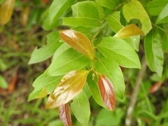 Cryptocarya triplinervis triplinervis