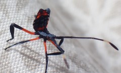 Amorbini