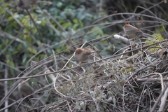 Sinosuthora webbiana