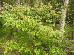 Cryptocarya triplinervis triplinervis