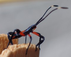 Amorbini
