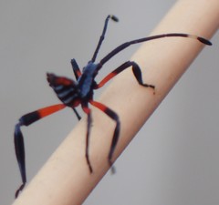 Amorbini