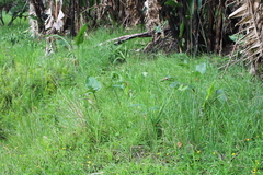 Tritonia disticha
