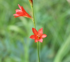 Tritonia disticha