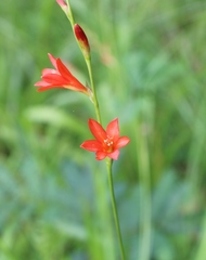 Tritonia disticha
